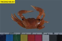 藏品(弧邊管招潮蟹)的圖片